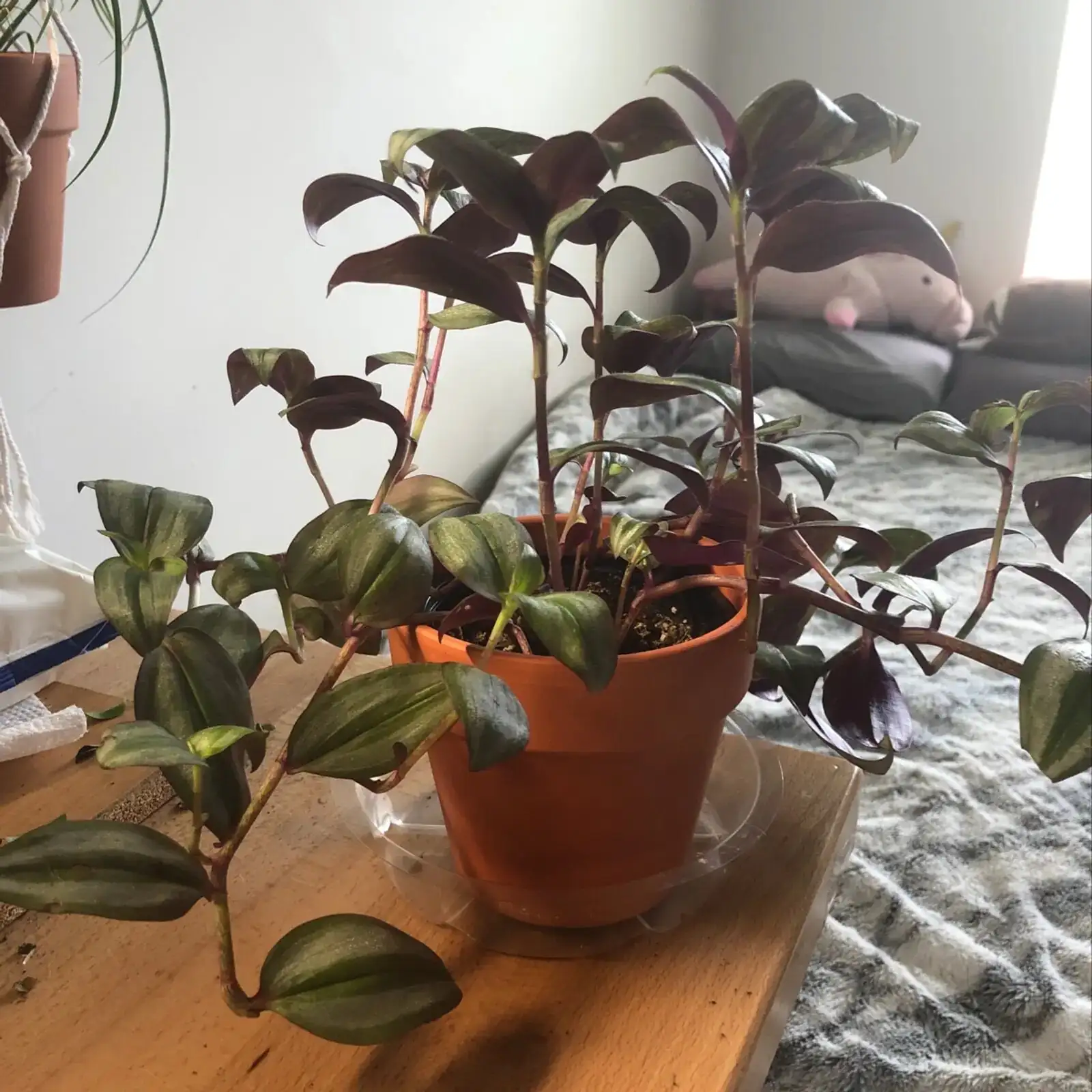 tradescantia zebrina watering drainage holes