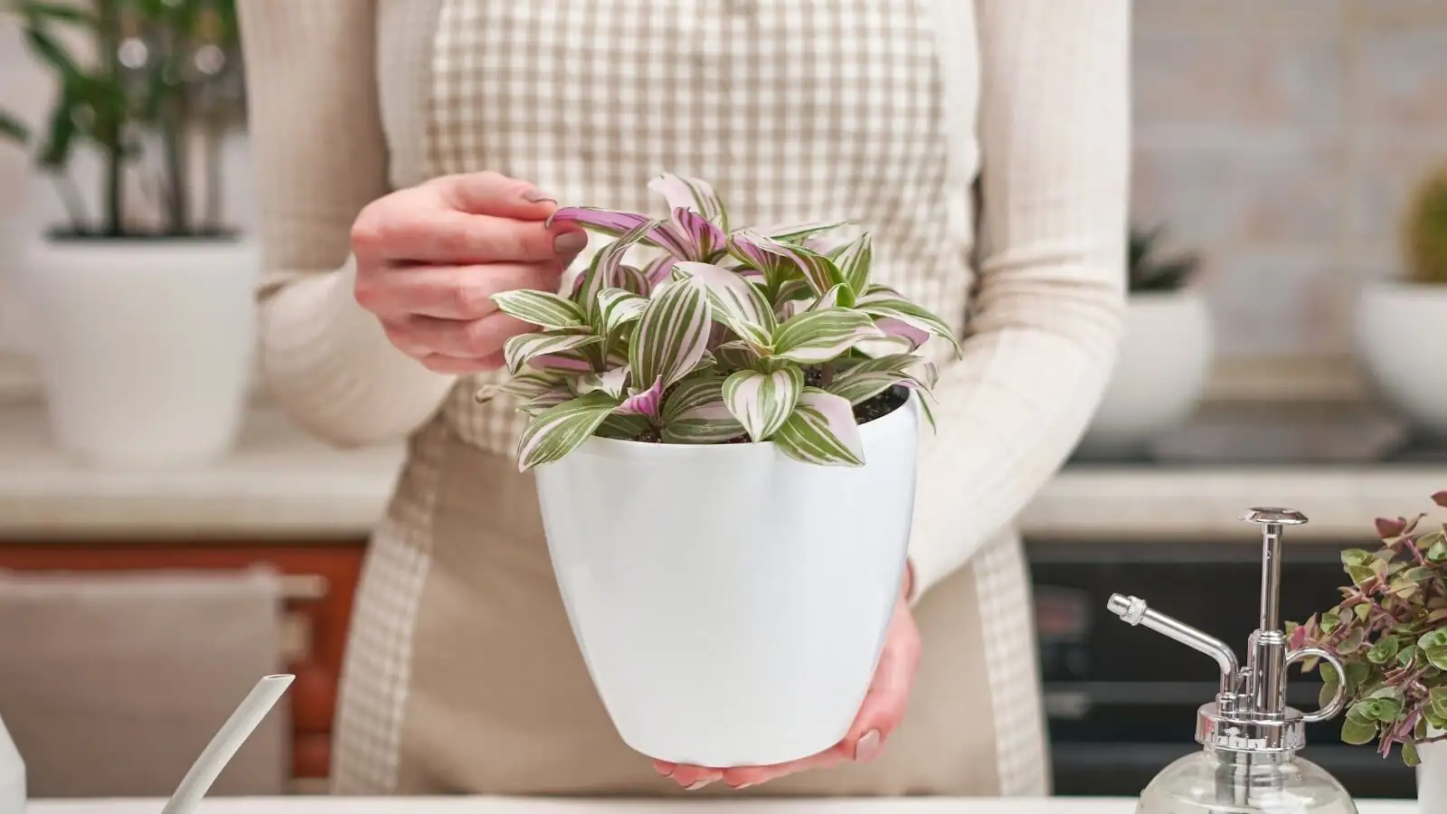 tradescantia zebrina pinching tips cuttings