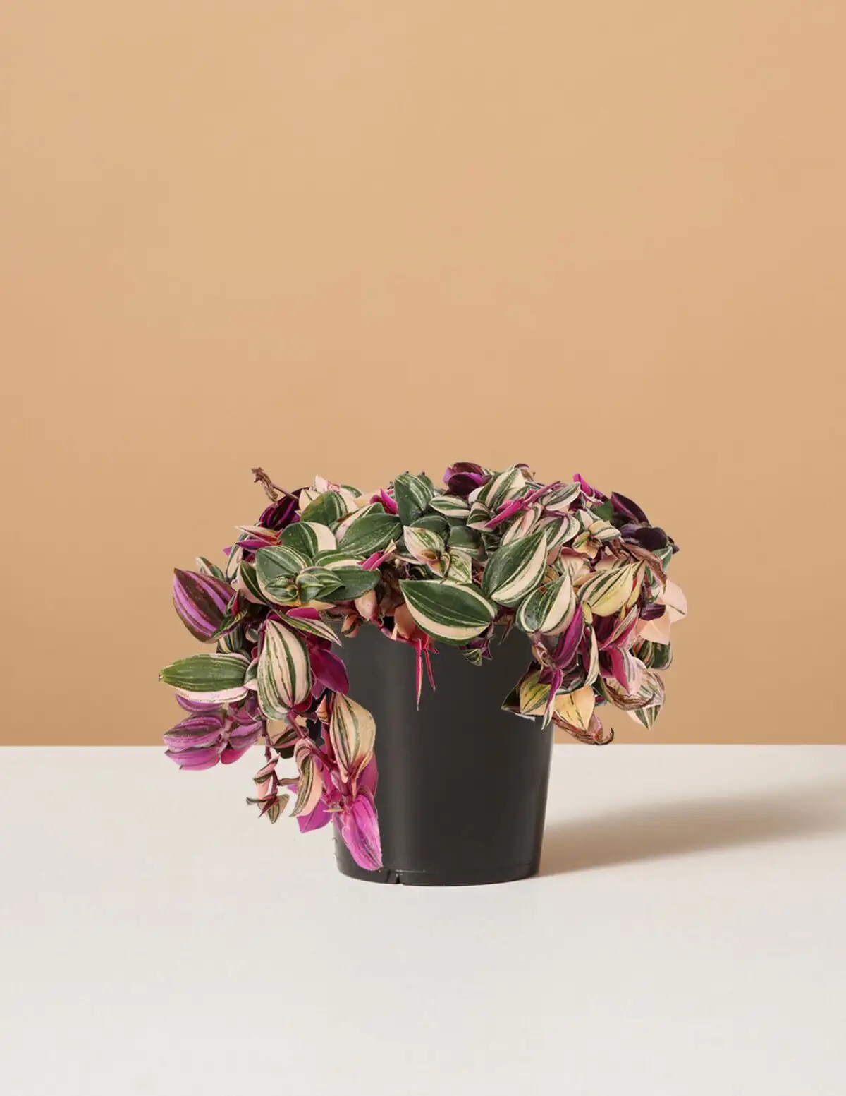 The 10-Minute Haircut That Doubles Your Inch Plant: Pinch, Propagate, Plush!