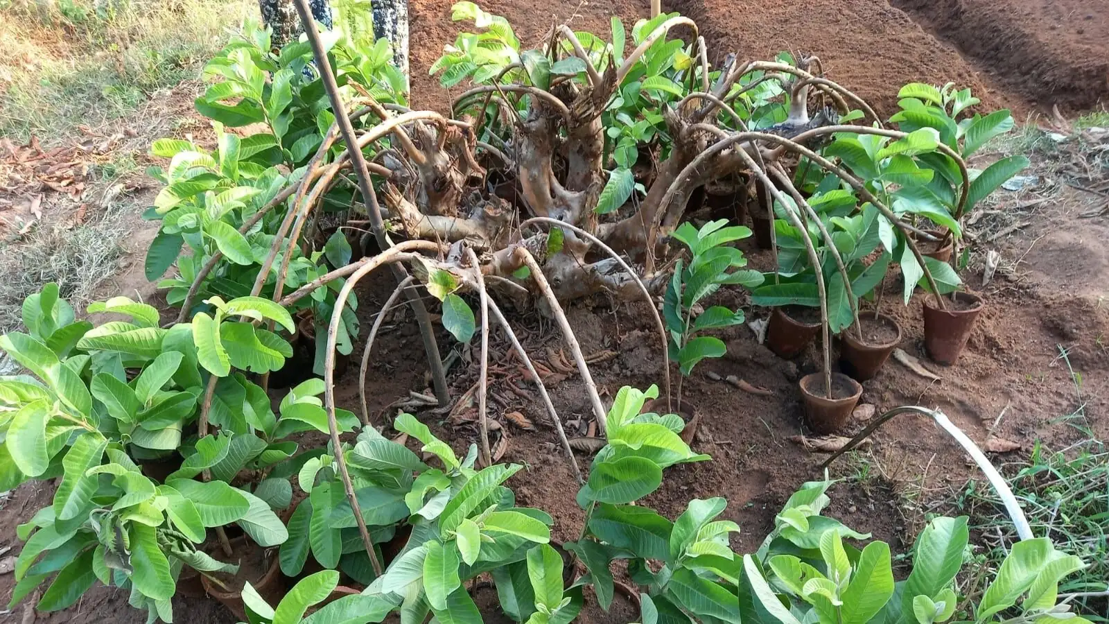 tradescantia zebrina layering hairpins soil
