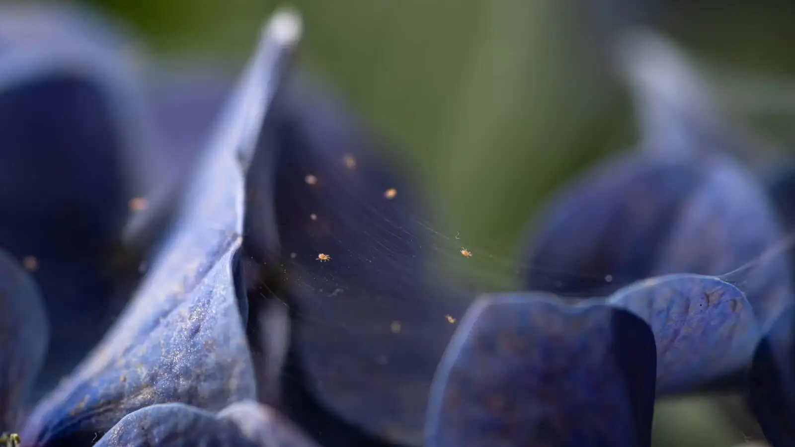 Spider Mites vs. Stripes: Emergency Fixes When Your Zebrina Looks Tired