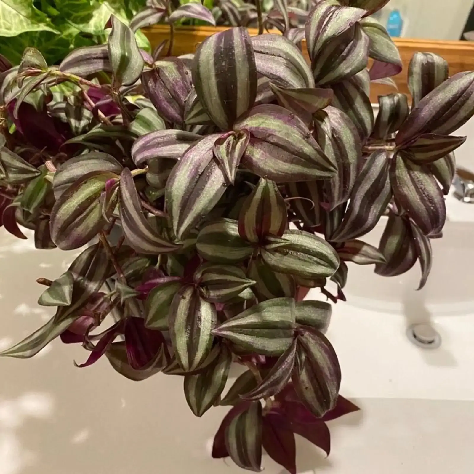 Tradescantia zebrina insecticidal soap spray