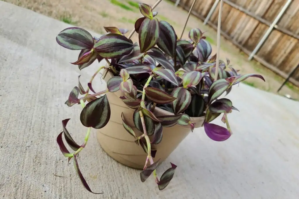 Tradescantia zebrina hanging basket window fan