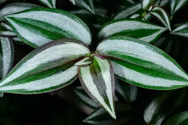 tradescantia zebrina leaf underside close-up