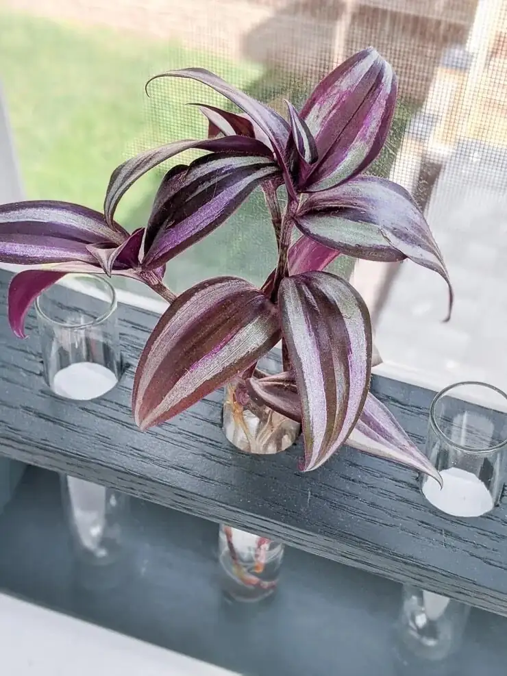 tradescantia zebrina cuttings in water