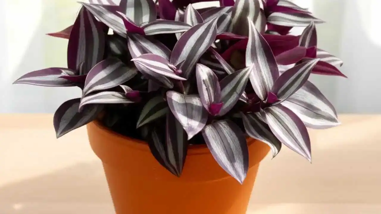 tradescantia zebrina bright indirect light