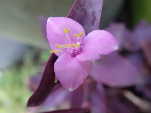tradescantia zebrina pink flowers close-up