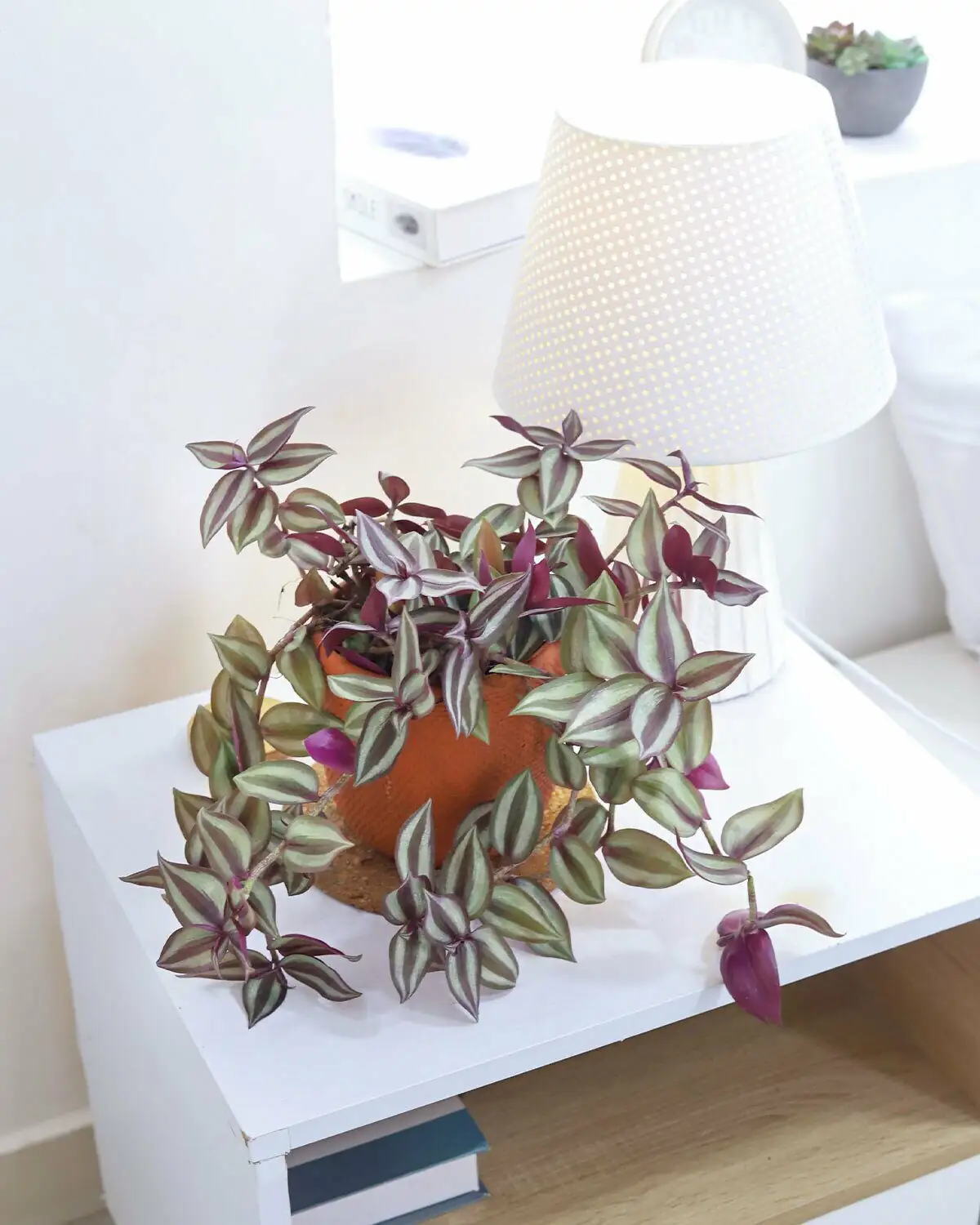 Flower Language or Modern Myth? Zebrina’s Meanings in Feng Shui, Gifting, and Online Plant Culture