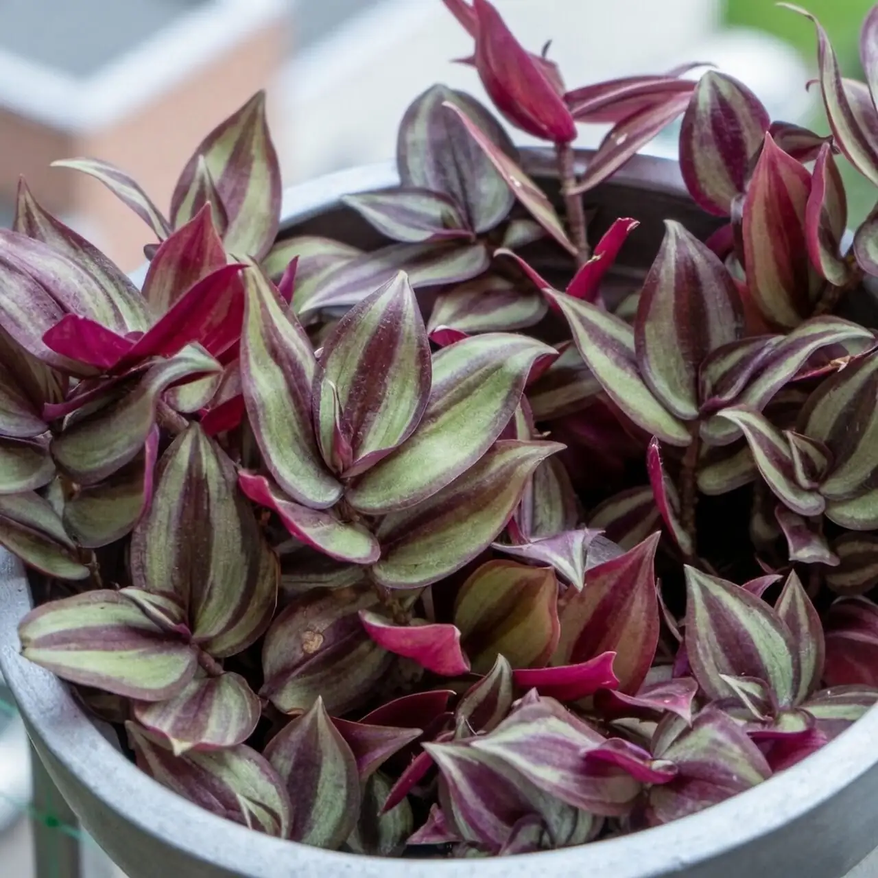tradescantia zebrina on shelf bright window