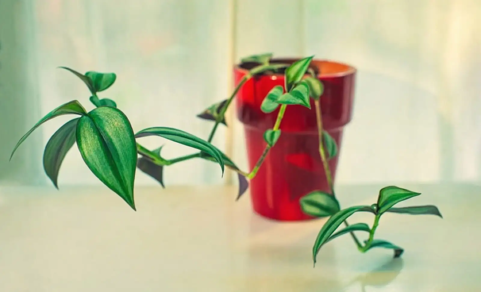 tradescantia zebrina gift hands card