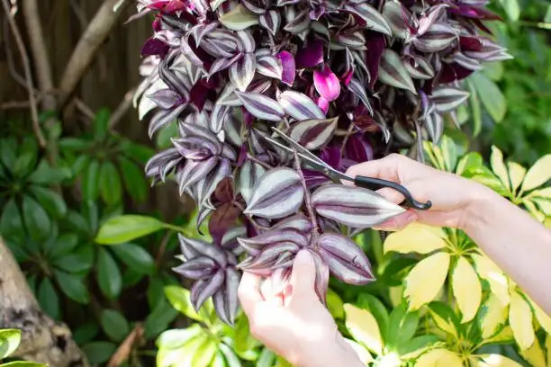 tradescantia zebrina tip pruning hands