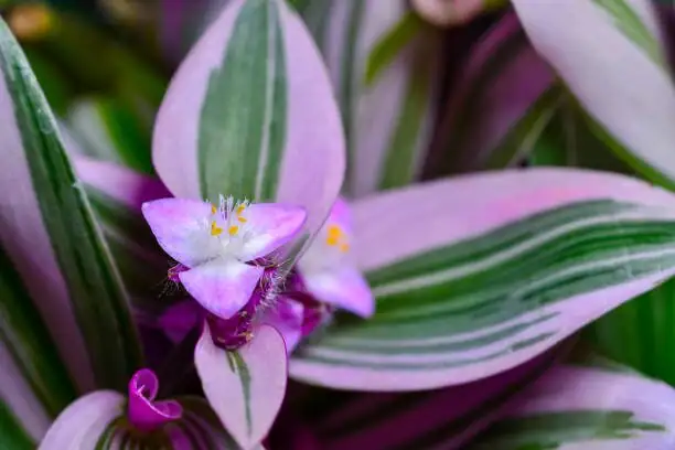 tradescantia zebrina pink flower macro