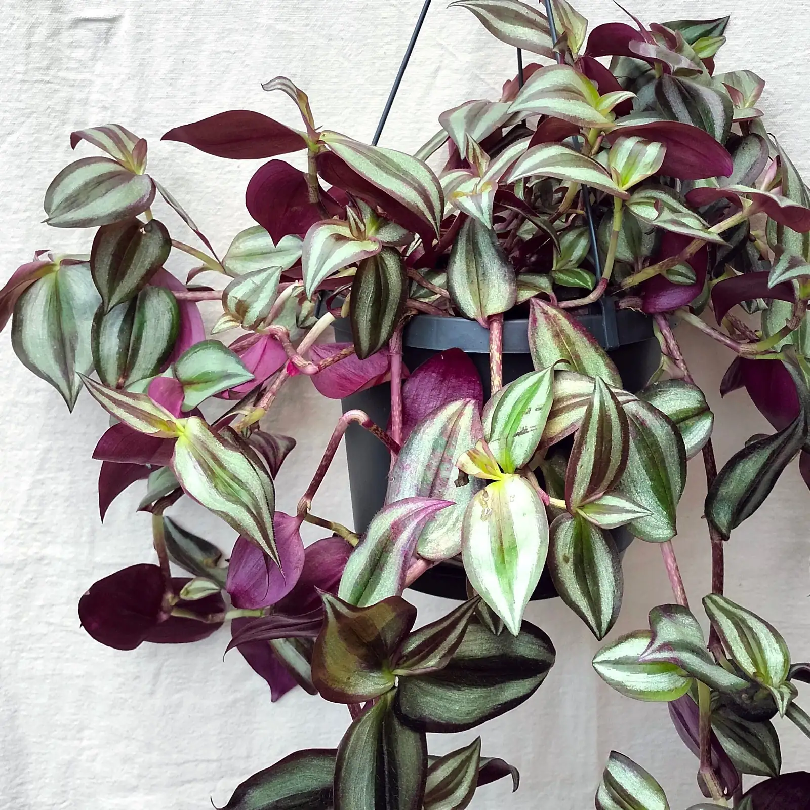 Purple Cascades, Zero Clutter: How to Style Tradescantia zebrina on Shelves, Rails, and Hanging Baskets