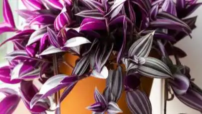 tradescantia zebrina east window sheer curtain