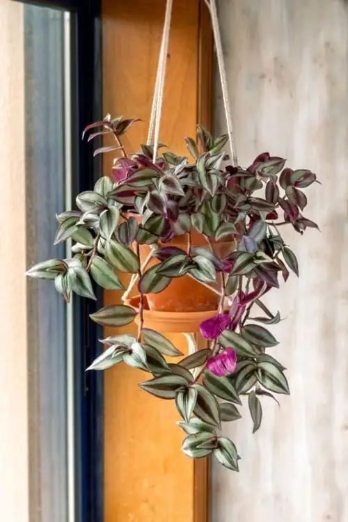 tradescantia zebrina hanging basket eye level
