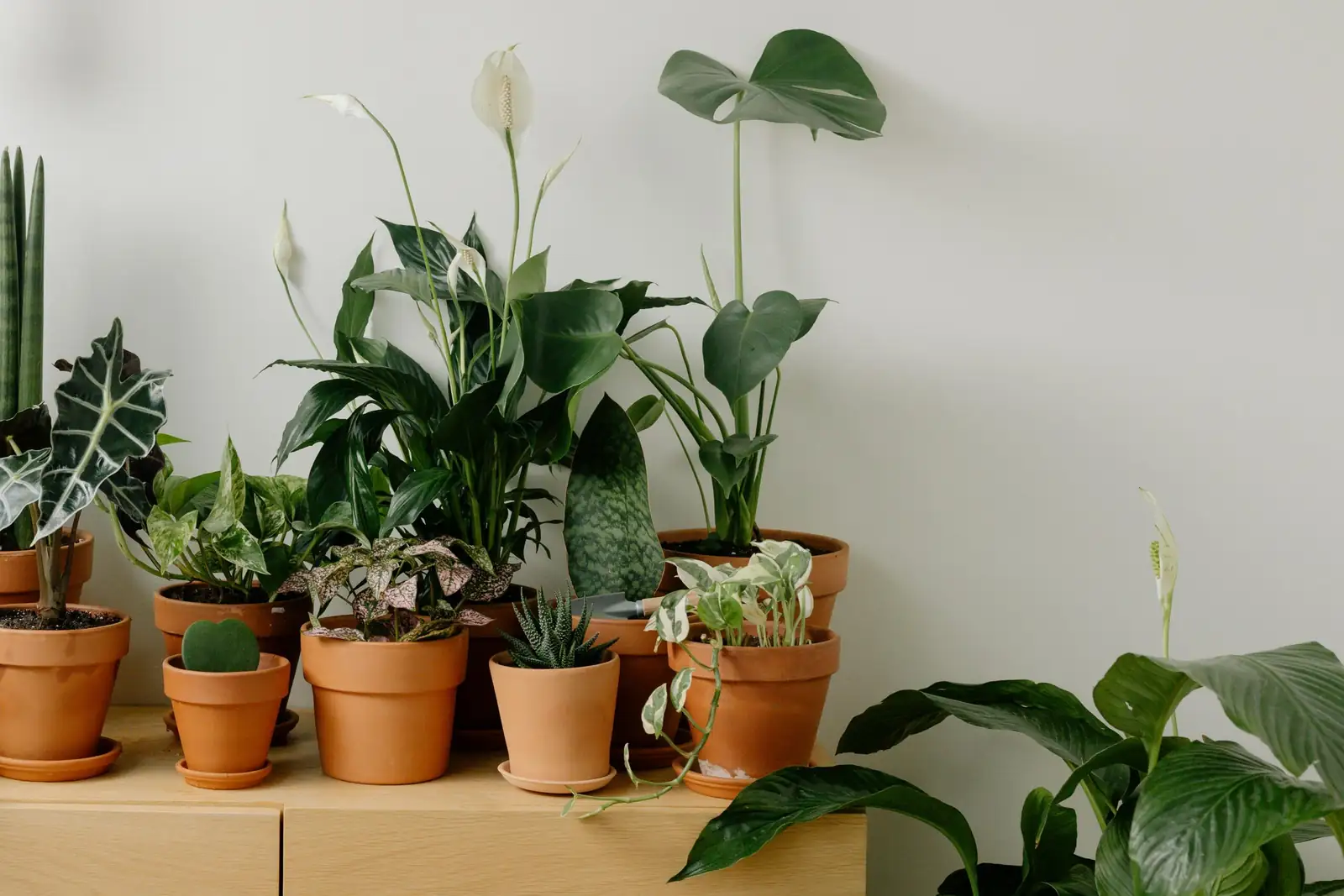 tradescantia zebrina white and charcoal pots