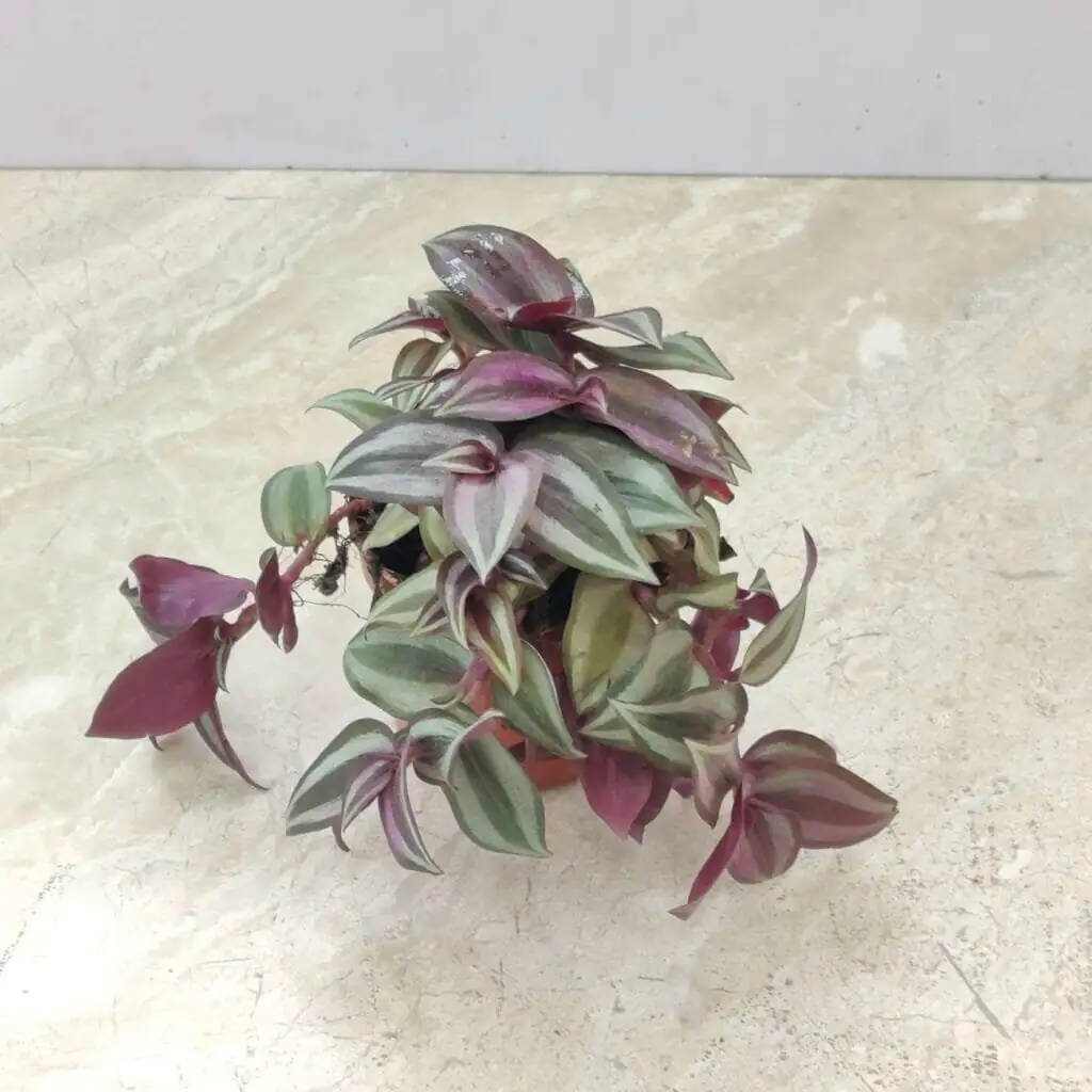 tradescantia zebrina wall planter high