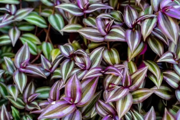 tradescantia zebrina leaf close up