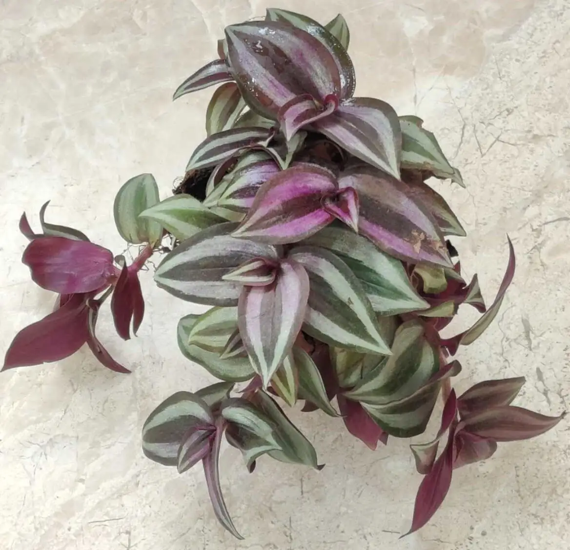 tradescantia zebrina pot on pavers