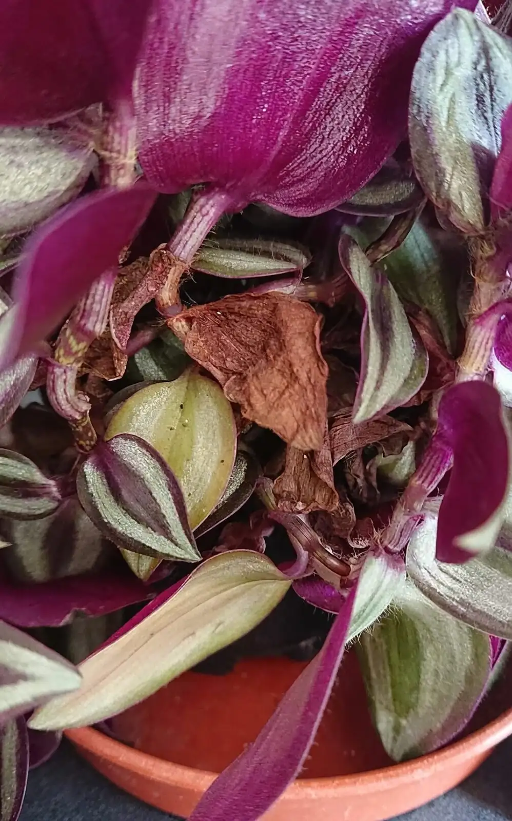 tradescantia zebrina leaf underside macro