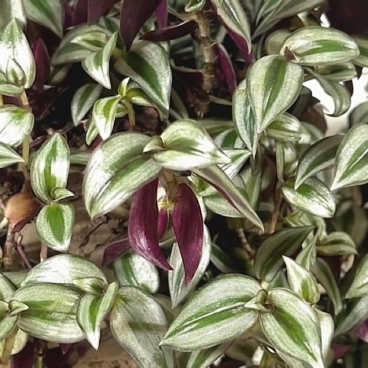 tradescantia zebrina silver stripes macro