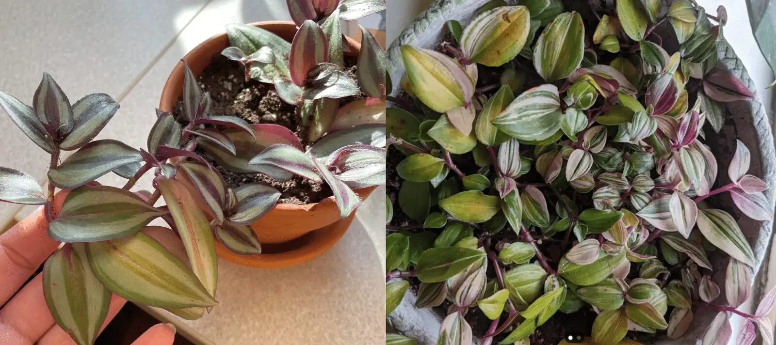 tradescantia zebrina north window sheer curtain