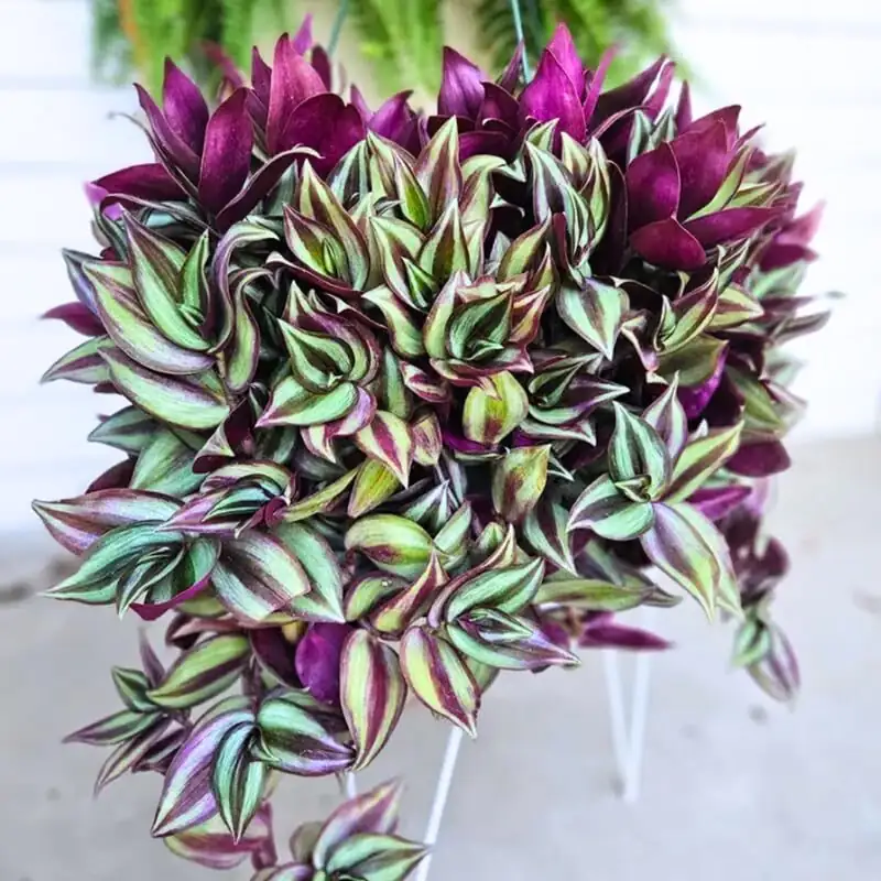 Your Year With Zebrina: A Seasonal Care Calendar That Keeps Colors Popping