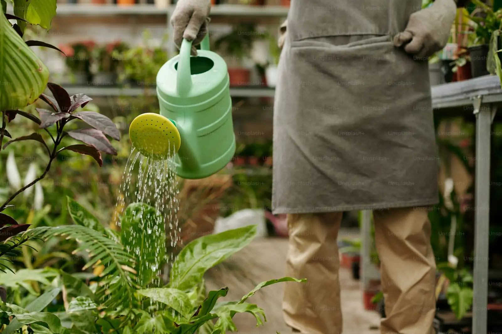 tradescantia zebrina watering can drainage