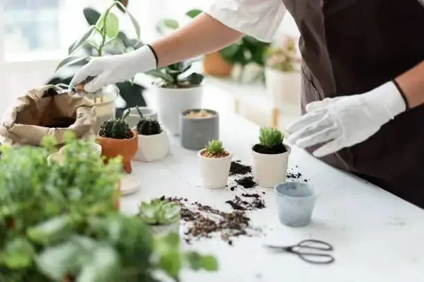 tradescantia zebrina repotting fresh mix