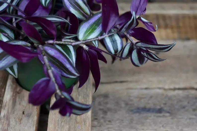 Is Inch Plant Pet-Safe? What the Sap Can Do and Smart Placement Tricks