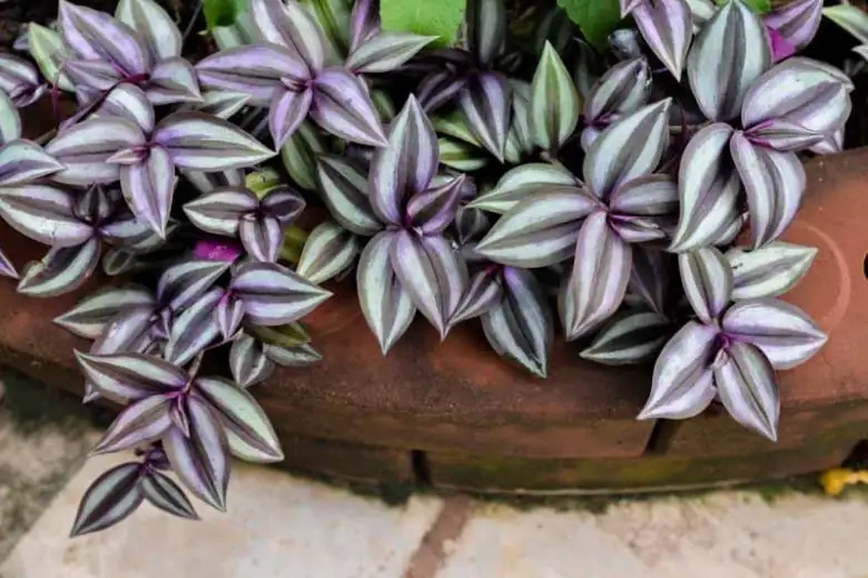 tradescantia zebrina pruning gloves