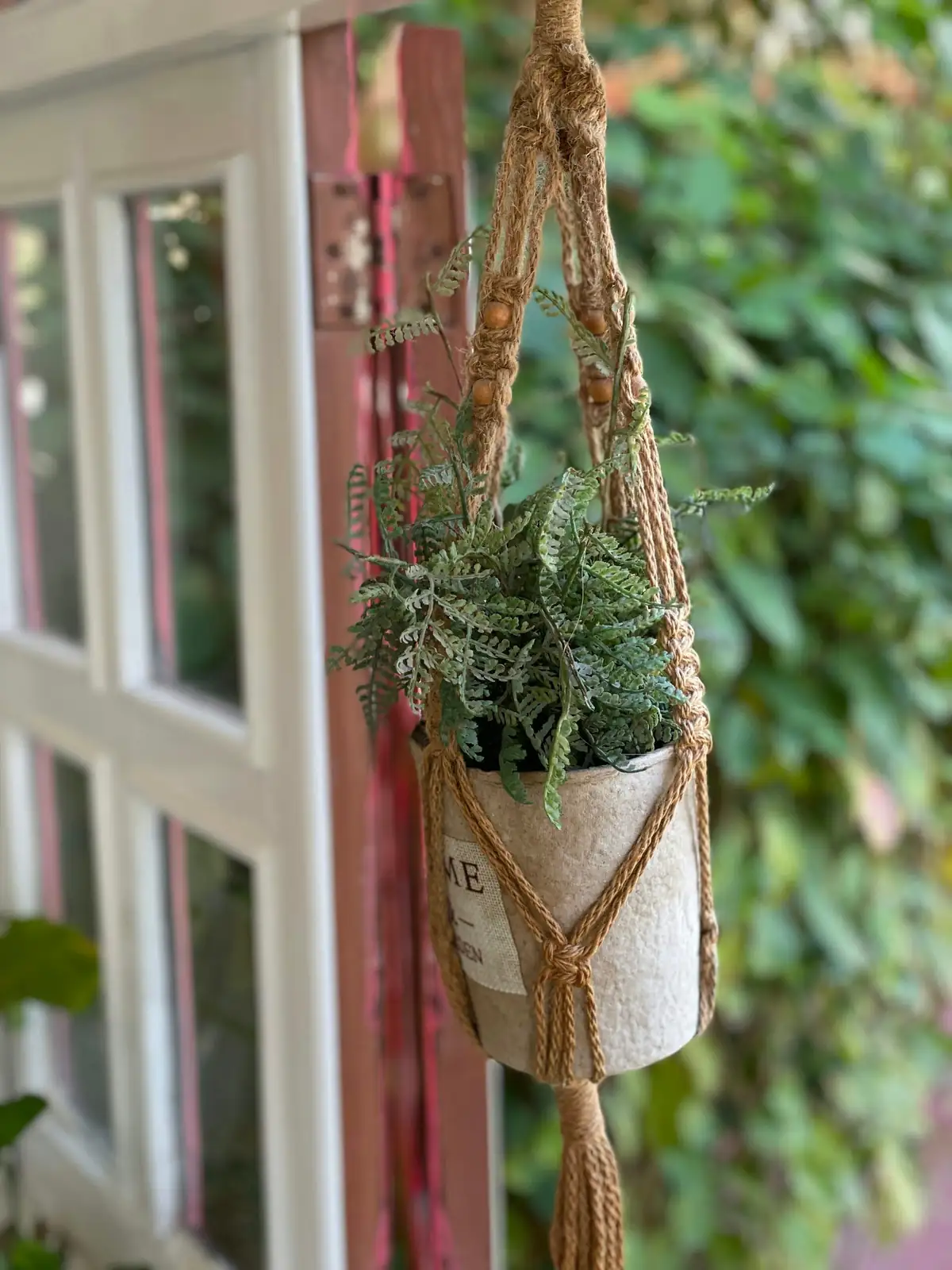 tradescantia zebrina hanging basket window