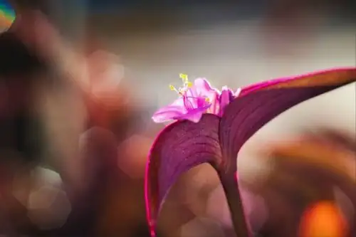 tradescantia zebrina pink flower close-up