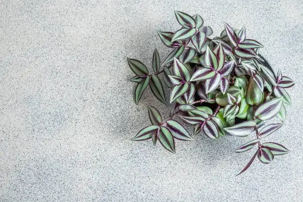 tradescantia zebrina planter top view