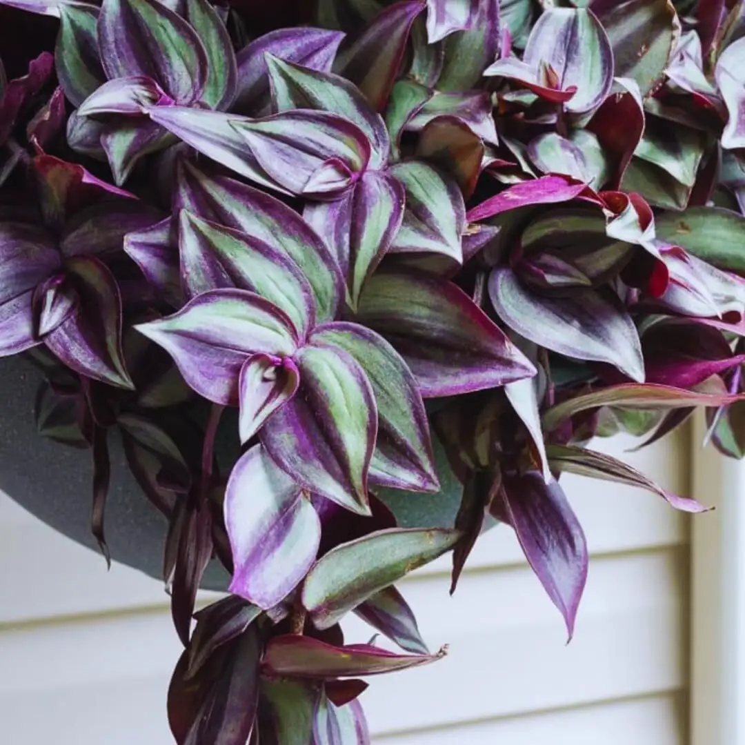 tradescantia zebrina shelf with monstera
