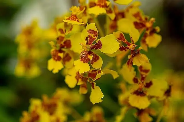 Bright but Breezy: Crack the ‘Goldilocks’ Light and Watering Rhythm for Dancing Lady Orchids