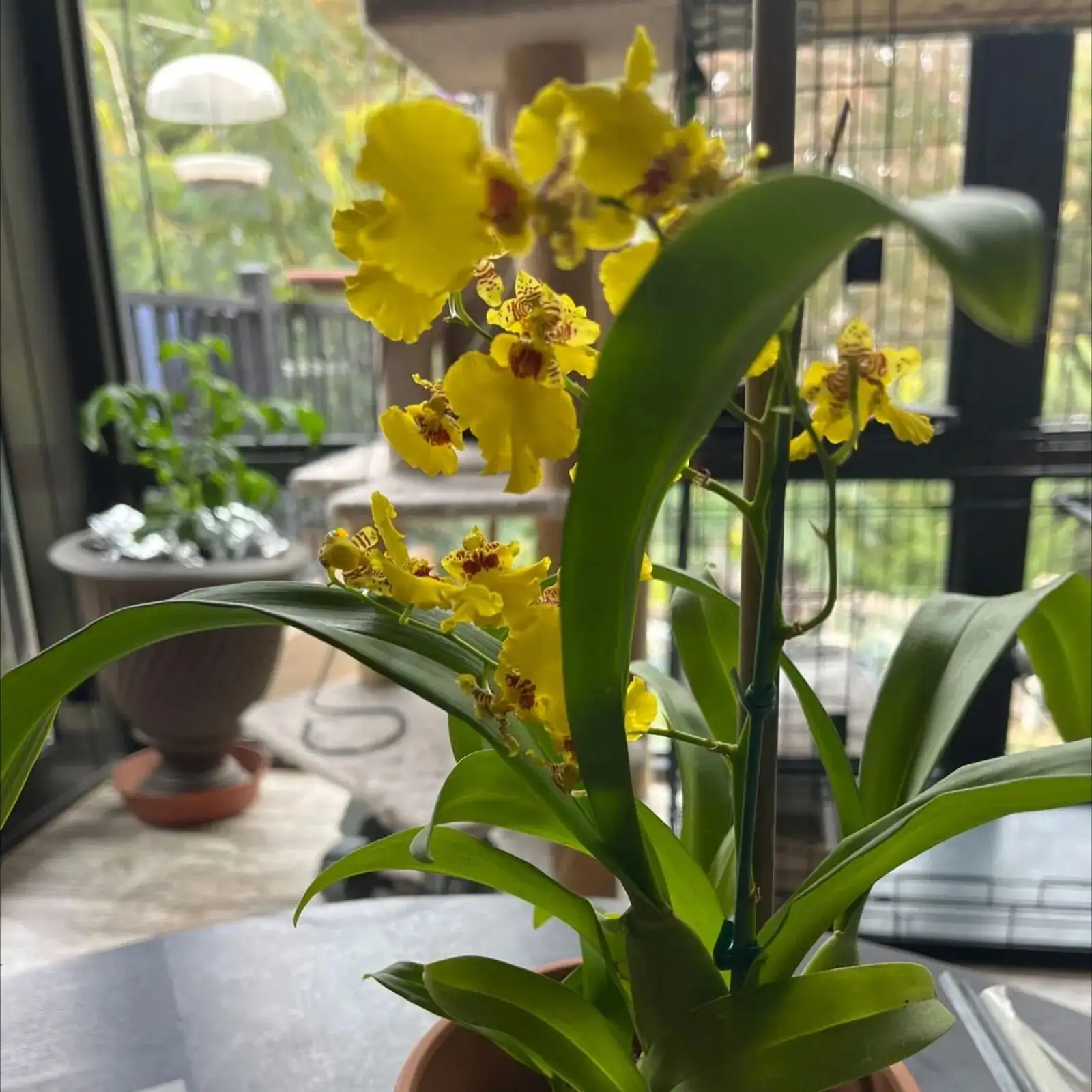 dancing lady orchid east window sheer curtain