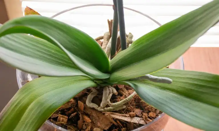 dancing lady orchid watering drainage