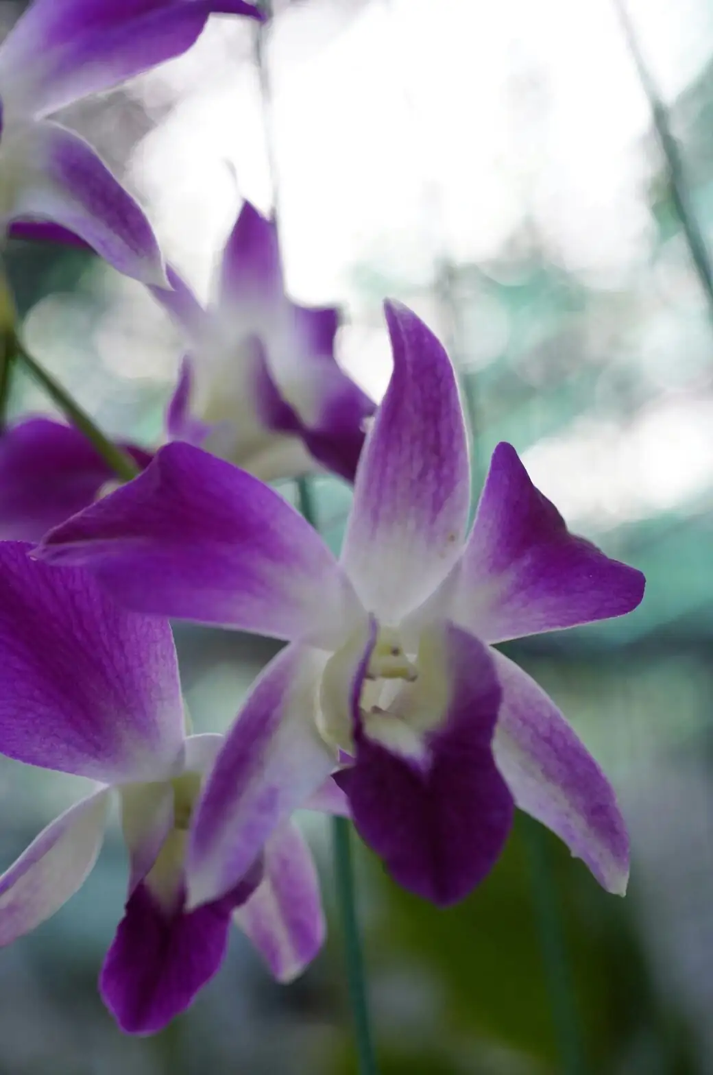 Wrinkled Bulbs, Yellow Buds, No Blooms? Oncidium ER: Fast Fixes that Actually Work