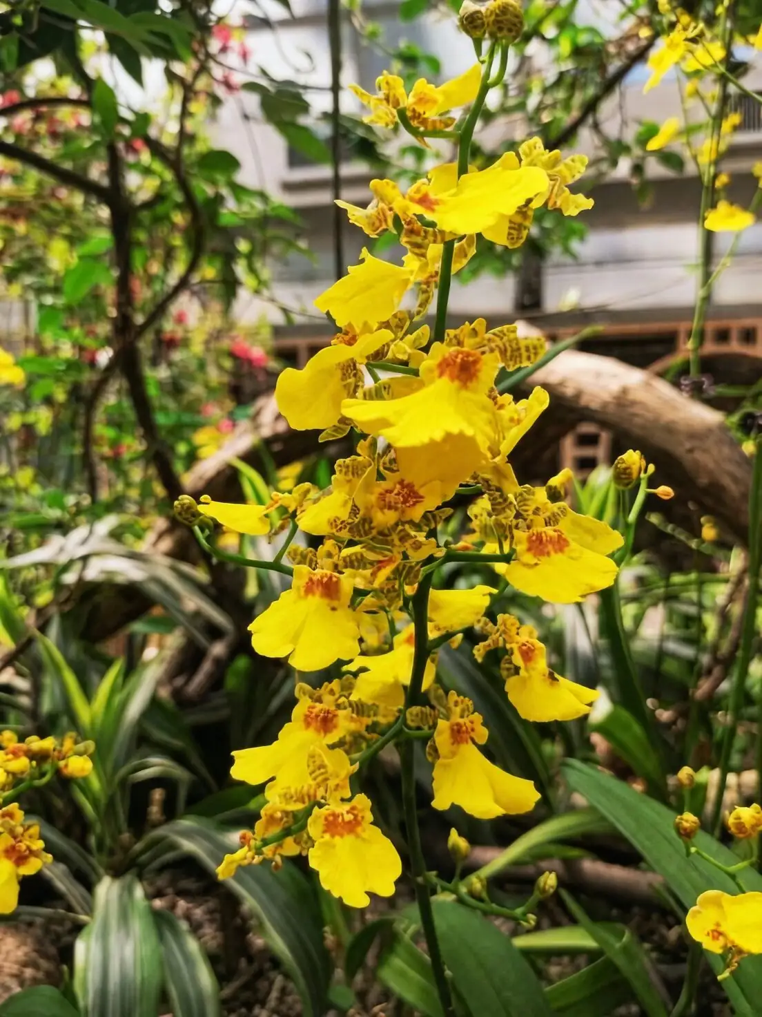 oncidium wrinkled pseudobulb close-up