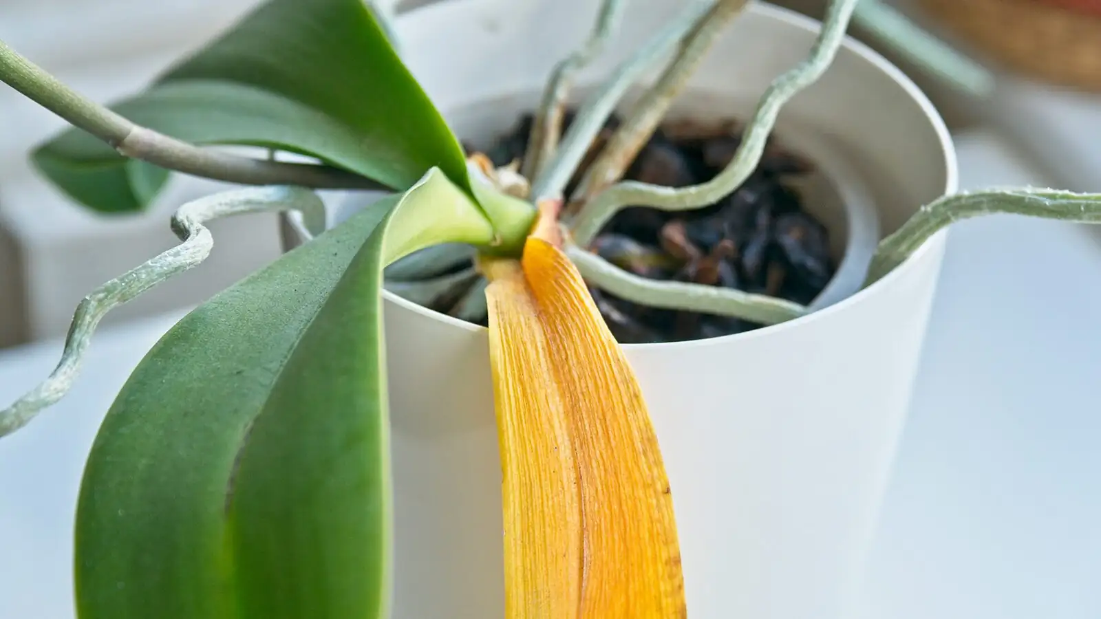 oncidium yellow buds dropping