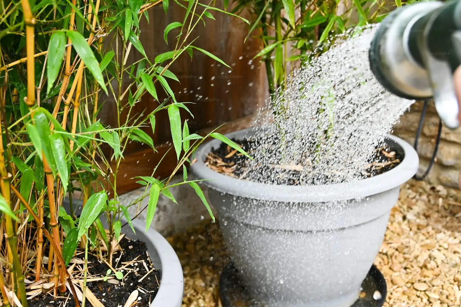 oncidium watering soak and drain