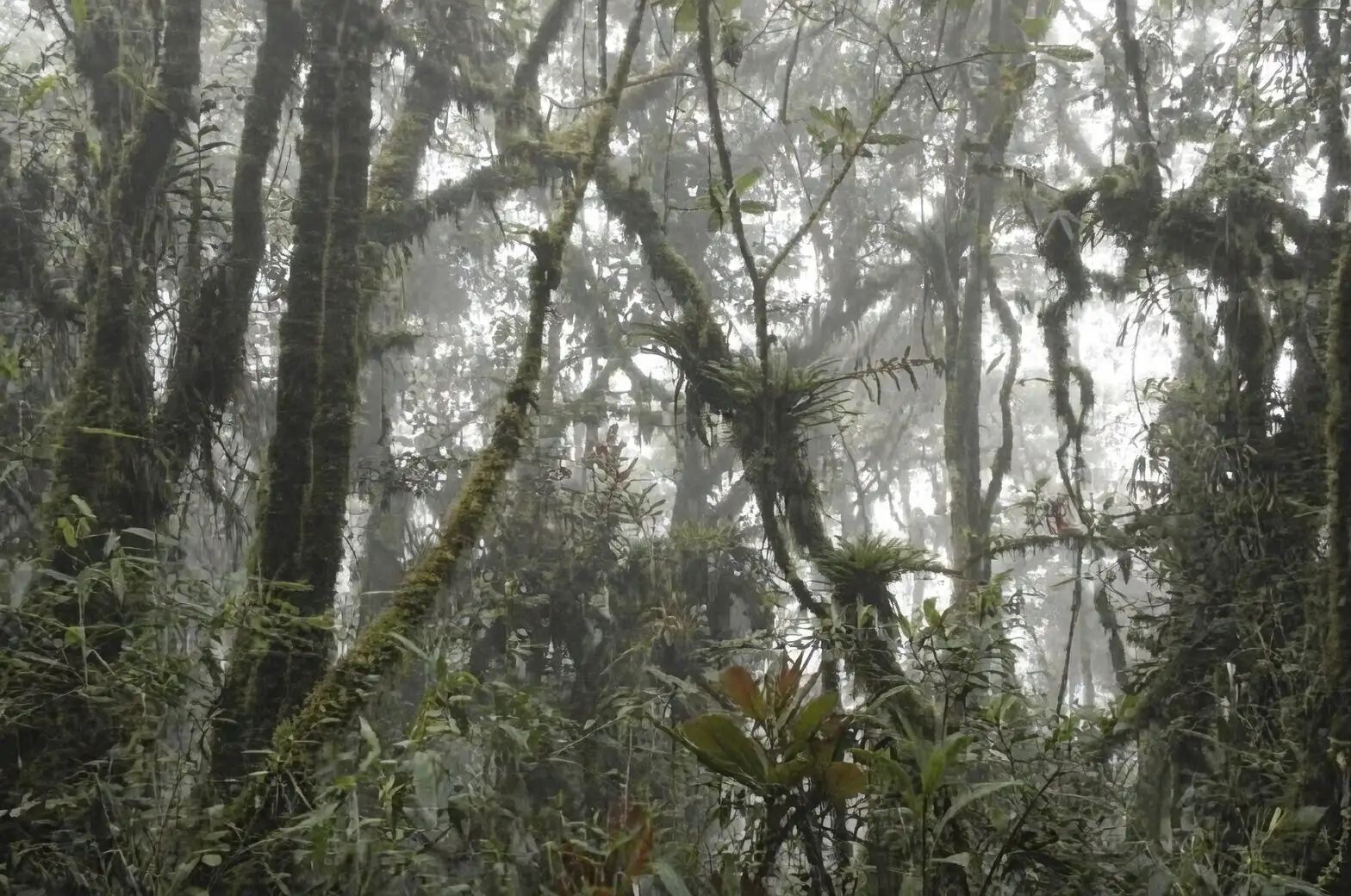 From Cloud Forests to Windowsills: The American Journeys and Hybrid Heroes of the Dancing Lady Orchid