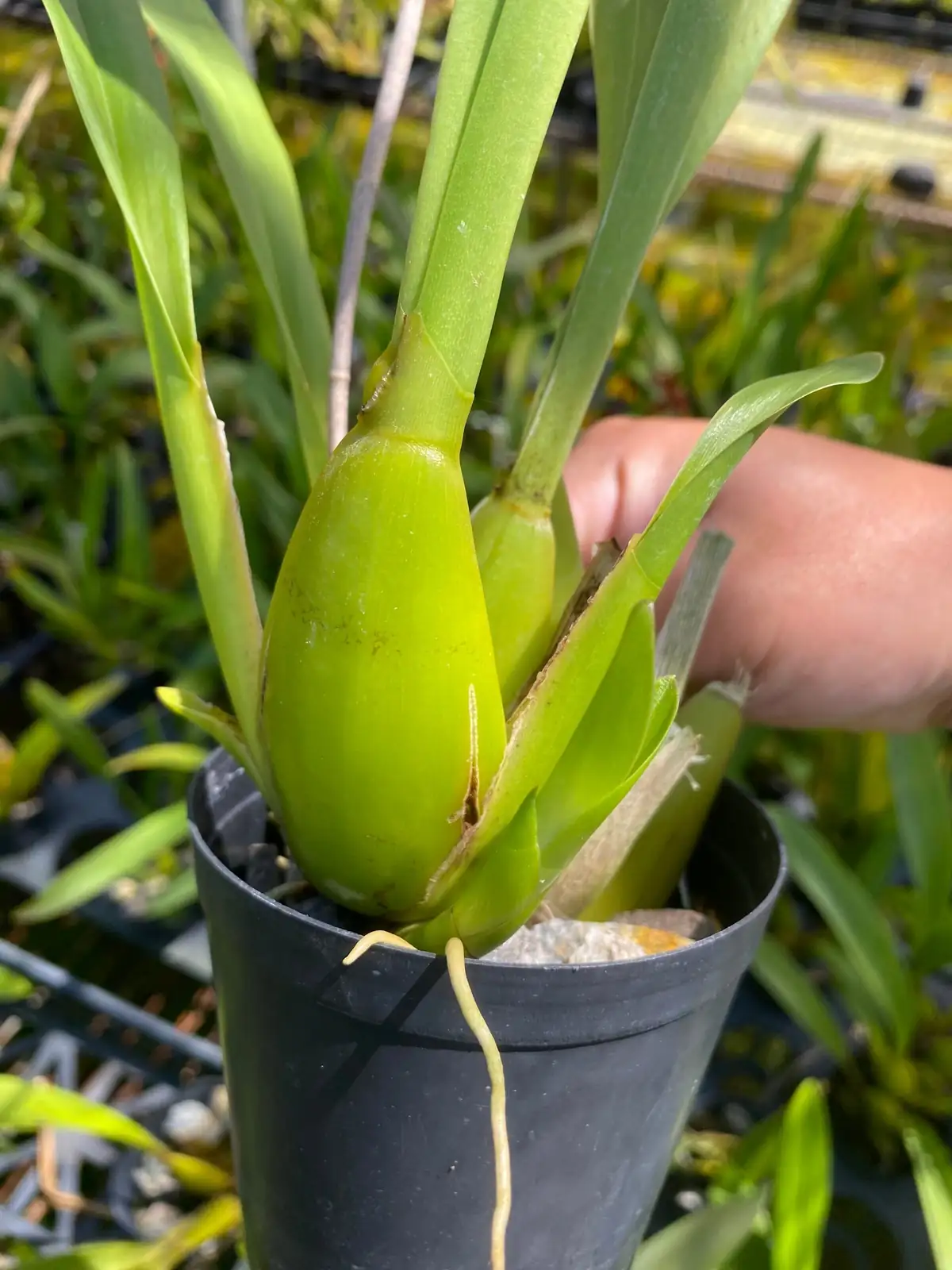 Oncidium pseudobulb close-up roots
