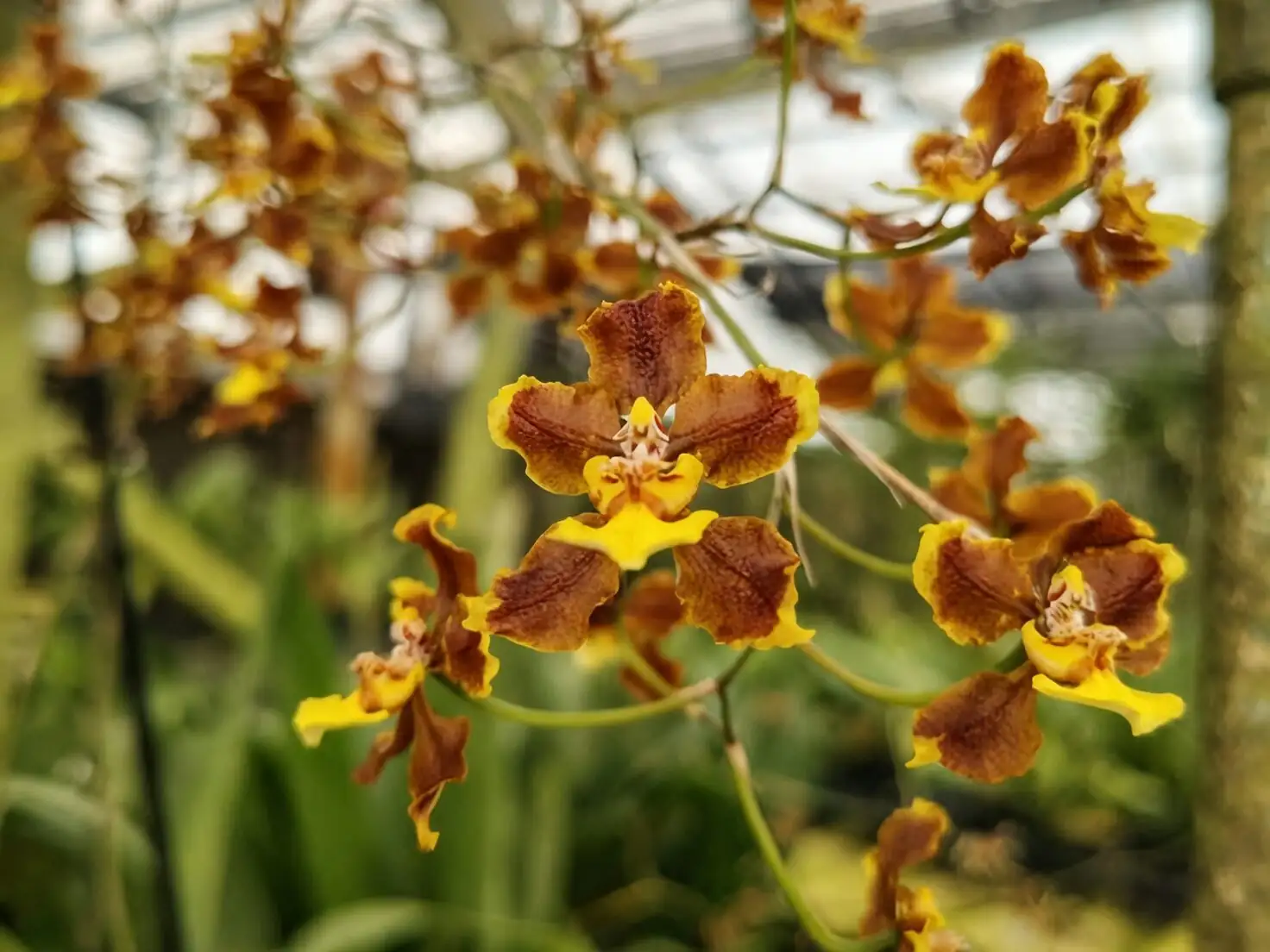 Oncidium hybrid branching flower spikes