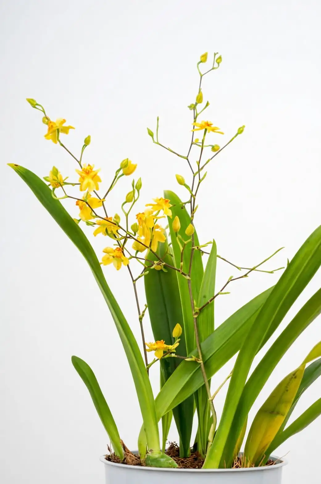 Oncidium on bright east window