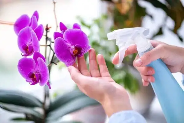 Tiny Flamenco Skirts and Butterfly Clouds: 12 Delightful Oncidium Quirks You’ll Love