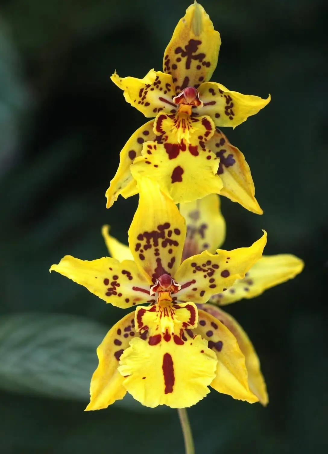 oncidium flower lip close-up