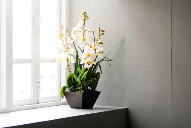 oncidium windowsill bright filtered light