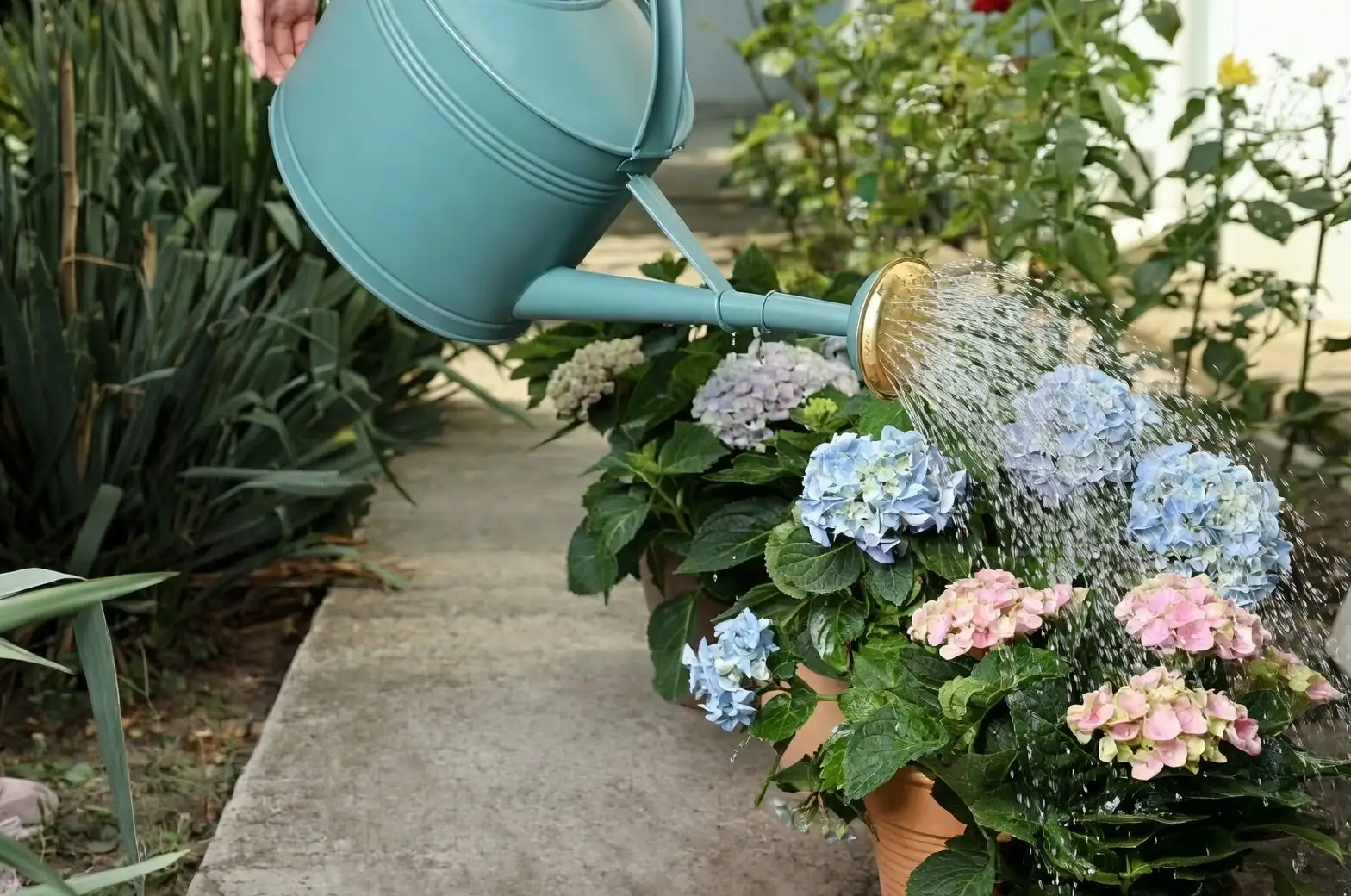 oncidium watering drench drain pot